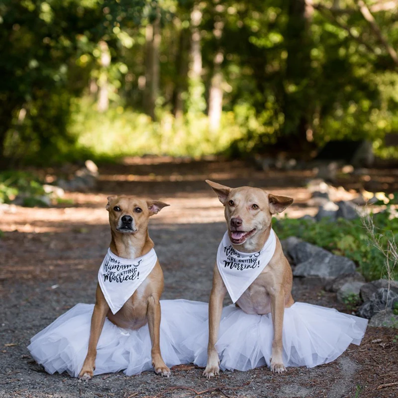 I miei umani si sposano cane B - Dog Bandana Scarf recensione e prezzo